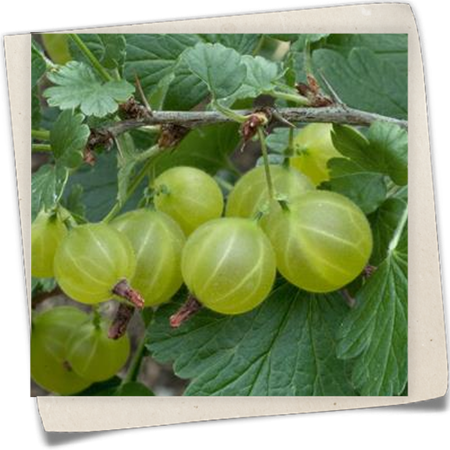 Stachelbeere 'Hinnonmäki' Stachelbeere 'Hinnonmäki'