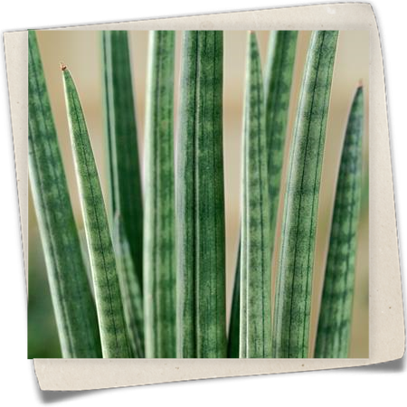 Bogenhanf 'Spikes' Bogenhanf 'Spikes'