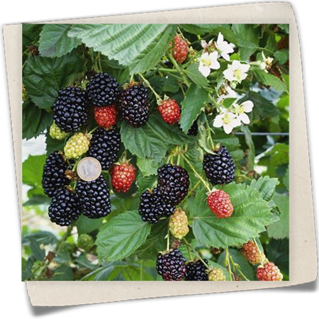 Brombeere 'Navaho'® Brombeere 'Navaho'®