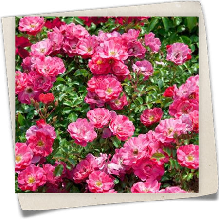 Rose 'Holsteiner Blütenmeer' Rose 'Holsteiner Blütenmeer'