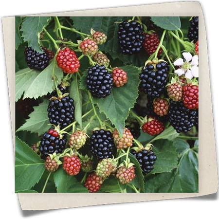 Brombeere 'Navaho® Summerlong®' Brombeere 'Navaho® Summerlong®'