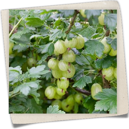 Stachelbeere 'Invicta' Stachelbeere 'Invicta'