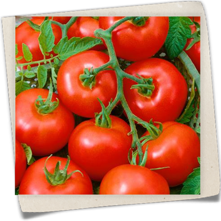 Tomate 'Grappelina F1' Tomate 'Grappelina F1'