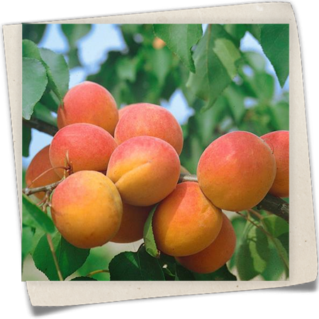 Aprikose 'Hargrand' Aprikose 'Hargrand'
