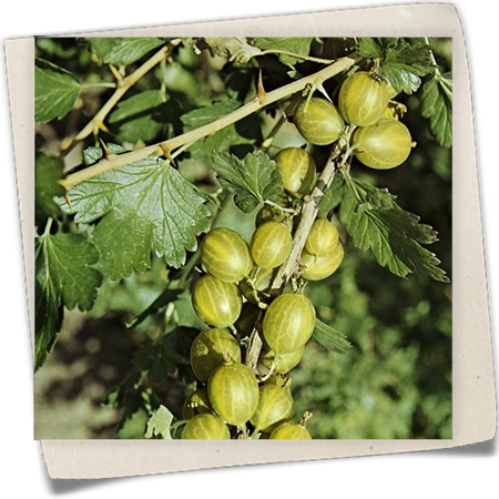 Stachelbeere 'Mucurines' Stachelbeere 'Mucurines'