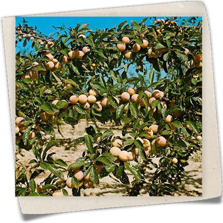 Aprikose 'Nancyaprikose' Aprikose 'Nancyaprikose'