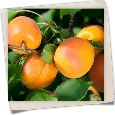 Aprikose 'Orangered'® Aprikose 'Orangered'®