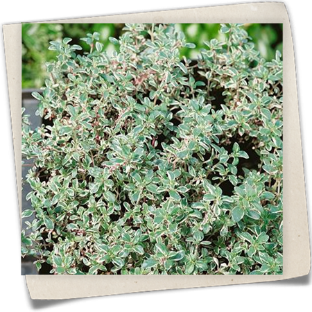 Weißbunter Gewürzthymian 'Silver Posie' Weißbunter Gewürzthymian 'Silver Posie'