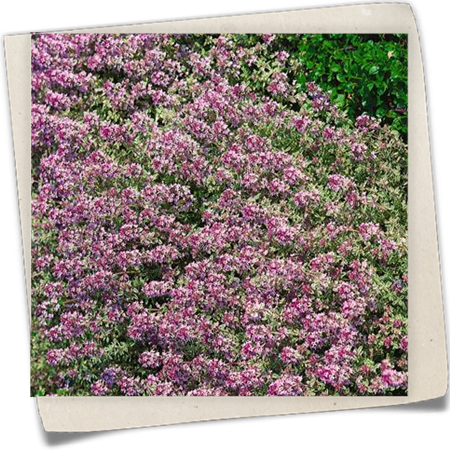 Weißrandiger Garten-Thymian 'Silver Queen' Weißrandiger Garten-Thymian 'Silver Queen'