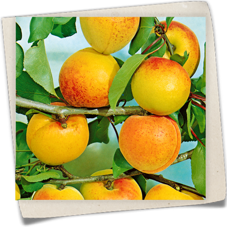 Aprikose 'Ungarische Beste' Aprikose 'Ungarische Beste'