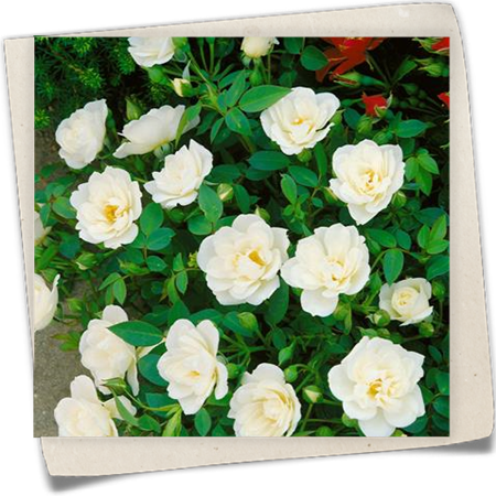 Bodendecker Rose 'Kent'® Bodendecker Rose 'Kent'®