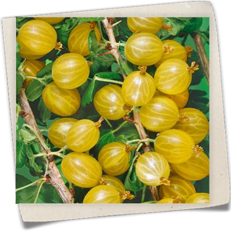 Stachelbeere 'Risulfa' Stachelbeere 'Risulfa'