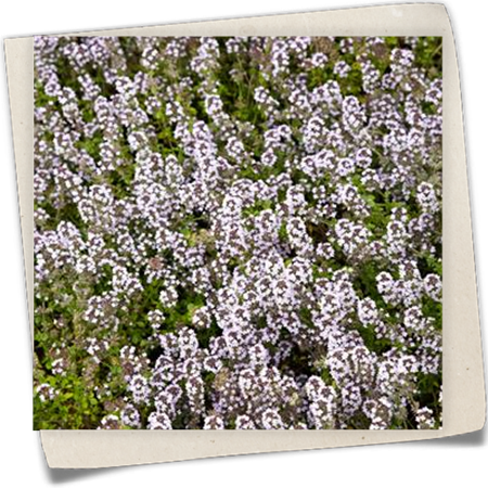 Kümmel-Thymian Kümmel-Thymian