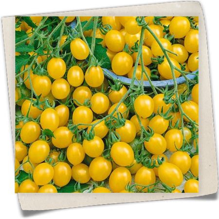 Tomate 'Gelbe Dattelwein' Tomate 'Gelbe Dattelwein'