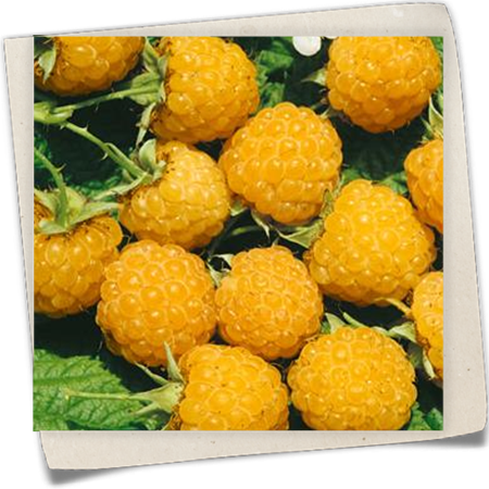 Herbst-Himbeere Herbst-Himbeere