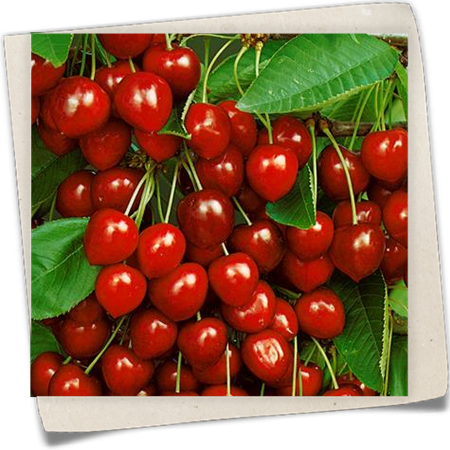 Süsskirsche 'Basler Langstieler' Süsskirsche 'Basler Langstieler'