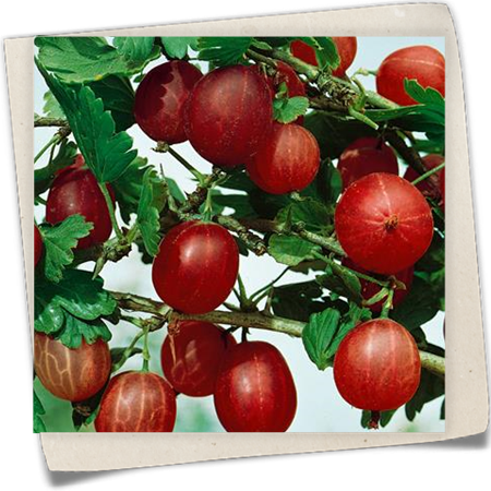 Stachelbeere 'Rote Triumph' Stachelbeere 'Rote Triumph'