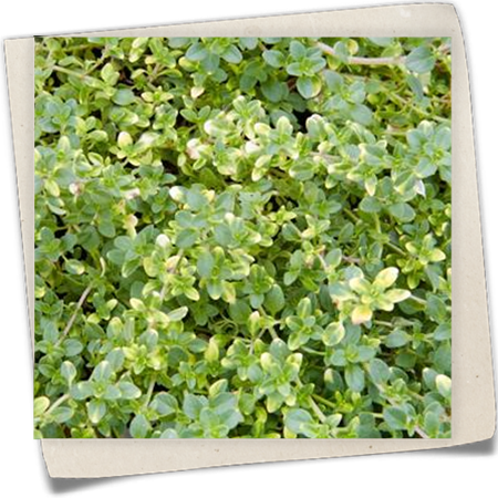 Zitronen-Thymian 'Doone Valley' Zitronen-Thymian 'Doone Valley'