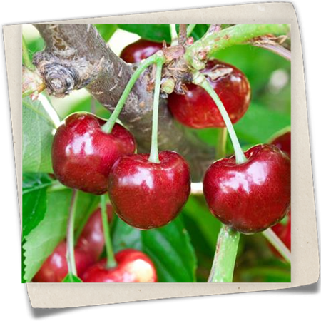 Süßkirsche 'Burlat' Süßkirsche 'Burlat'