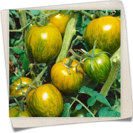 Tomate 'Green Zebra' Tomate 'Green Zebra'