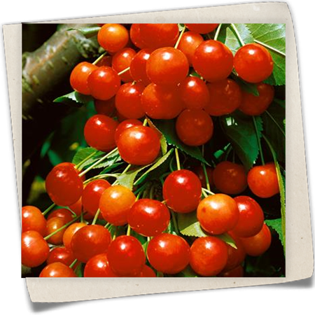 Süß-Kirsche 'Büttners Rote Knorpelkirsche' Süß-Kirsche 'Büttners Rote Knorpelkirsche'