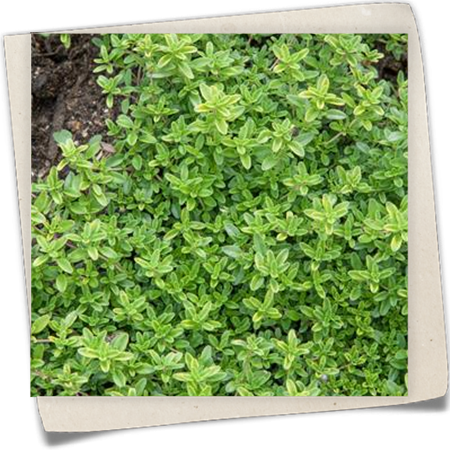 Ingwer-Thymian Ingwer-Thymian