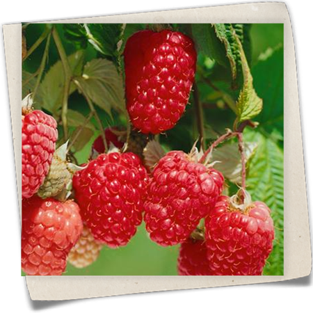 Himbeere 'Himbo Queen' Himbeere 'Himbo Queen'