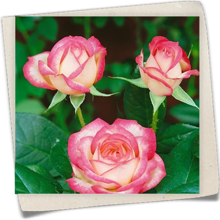 Beetrose 'Laminuette' Beetrose 'Laminuette'