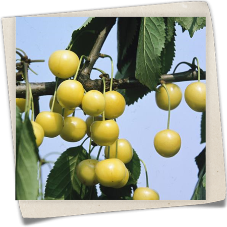 Süßkirsche 'Dönissens Gelbe Knorpelkirsche' Süßkirsche 'Dönissens Gelbe Knorpelkirsche'