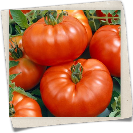 Tomate 'Marmande' Tomate 'Marmande'