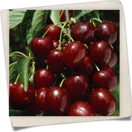 Süßkirsche 'Große Schwarze Knorpelkirsche' Süßkirsche 'Große Schwarze Knorpelkirsche'