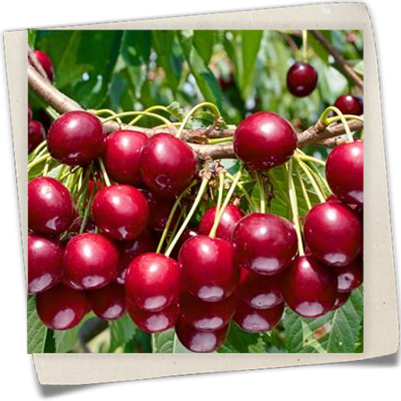 Süß-Kirsche 'Hedelfinger Riesenkirsche' Süß-Kirsche 'Hedelfinger Riesenkirsche'