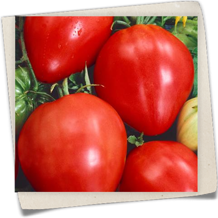 Tomate 'Ochsenherz' Tomate 'Ochsenherz'