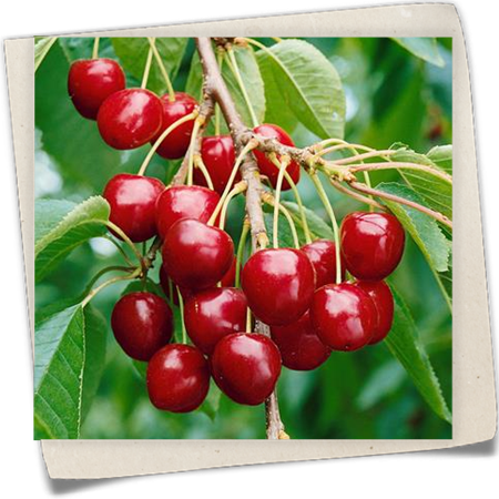 Süßkirsche 'Kassins Frühe' Süßkirsche 'Kassins Frühe'