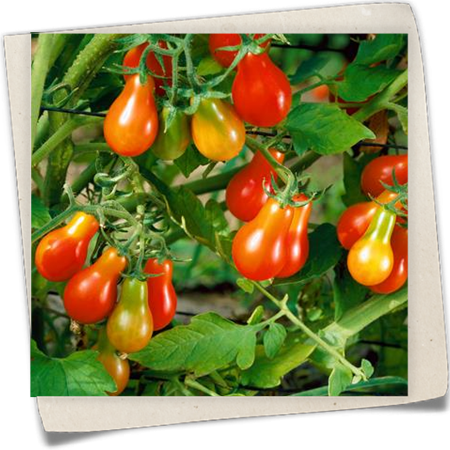 Tomate 'Red Pear' Tomate 'Red Pear'