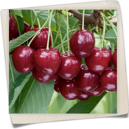 Süßkirsche 'Regina' Süßkirsche 'Regina'