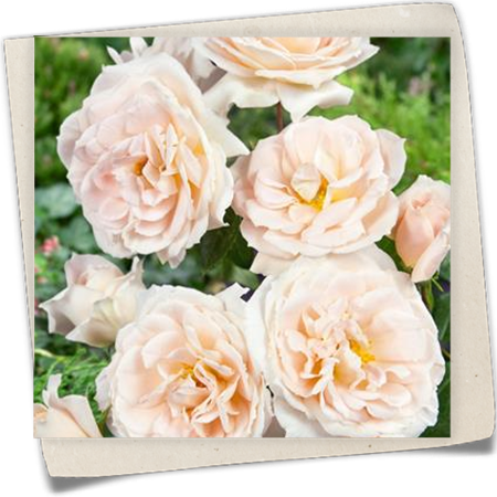 Beetrose 'Lions-Rose'® Beetrose 'Lions-Rose'®