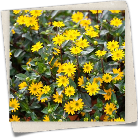 Husarenknopf 'Cuzco' Husarenknopf 'Cuzco'