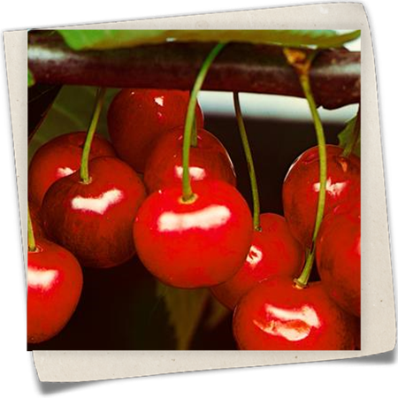 Süßkirsche 'Rote Herzkirsche' Süßkirsche 'Rote Herzkirsche'