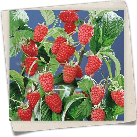 Himbeere 'Schönemann' Himbeere 'Schönemann'