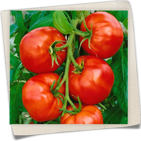 Fleischtomate Fleischtomate