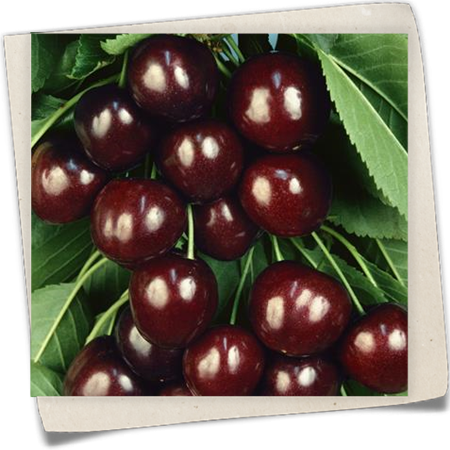 Süß-Kirsche 'Schneiders Späte Knorpelkirsche' Süß-Kirsche 'Schneiders Späte Knorpelkirsche'