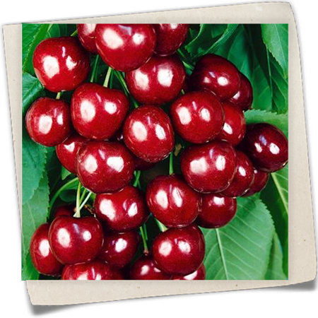 Süßkirsche 'Valeska' Süßkirsche 'Valeska'