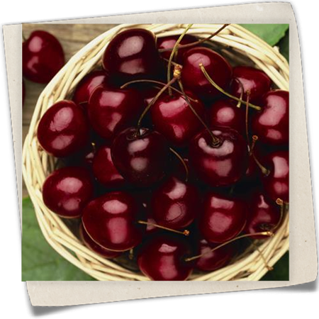 Süßkirsche 'Stella Compact' Süßkirsche 'Stella Compact'