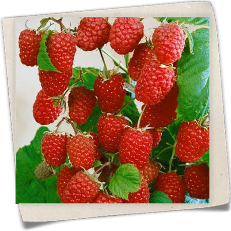 Himbeere 'Twotimer® Sugana®' Himbeere 'Twotimer® Sugana®'