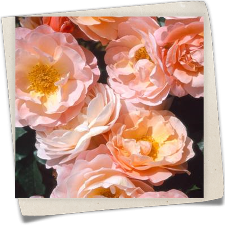 Beetrose 'Marie Curie'® Beetrose 'Marie Curie'®