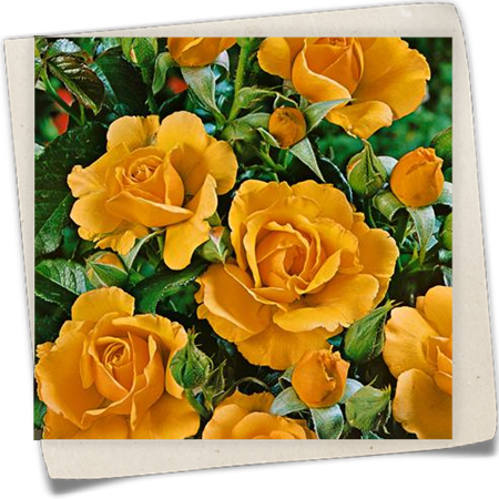 Beetrose 'Amber Queen'® Beetrose 'Amber Queen'®