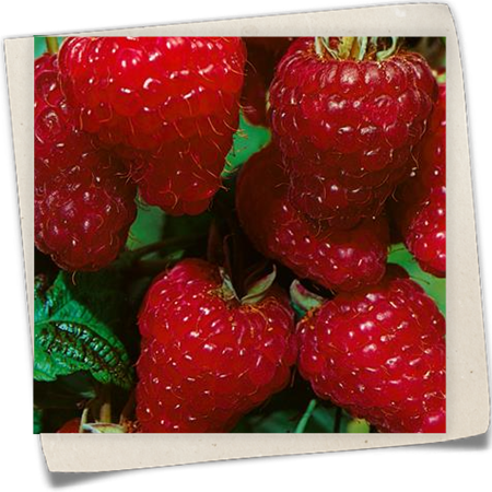 Himbeere 'ZEFA 3 Herbsternte' Himbeere 'ZEFA 3 Herbsternte'