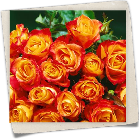 Beetrose 'Mein München'® Beetrose 'Mein München'®