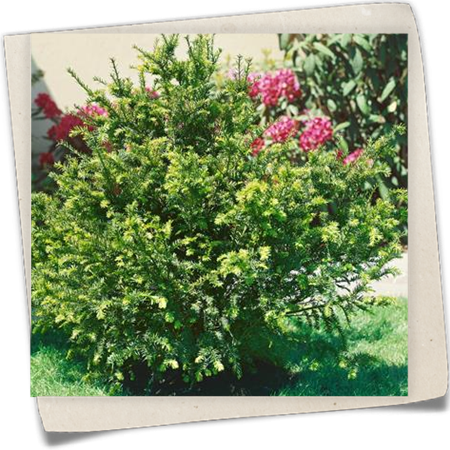 Eibe 'Wiesmoor Gold' Eibe 'Wiesmoor Gold'